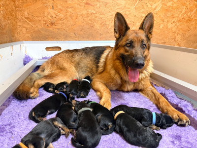 CHIOT 8