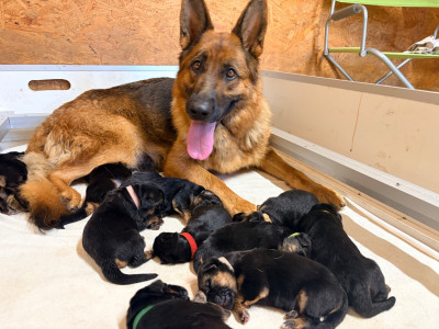 CHIOT 11