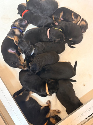 CHIOT 12