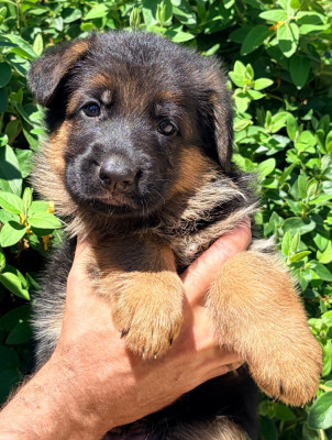 CHIOT 1