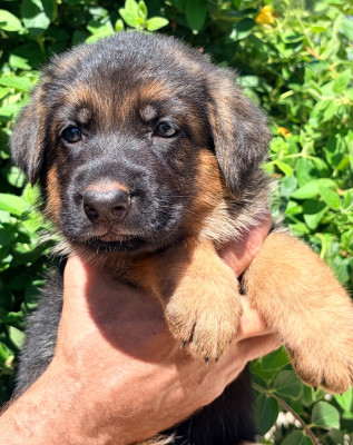 CHIOT 2