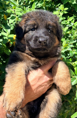 CHIOT 3