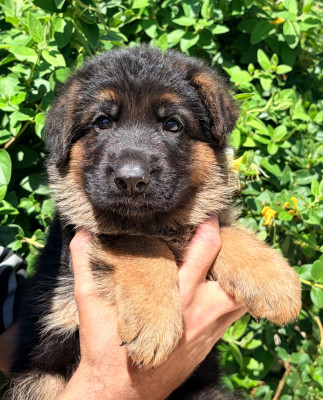 CHIOT 4