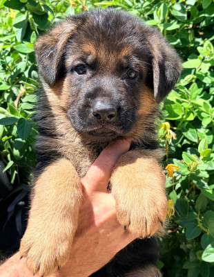 CHIOT 5