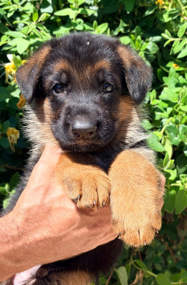 CHIOT 7