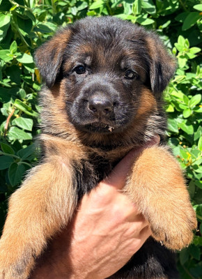 CHIOT 6