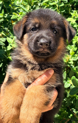 CHIOT 9