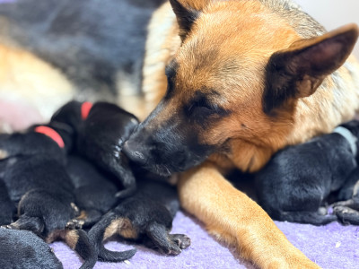 CHIOT 2
