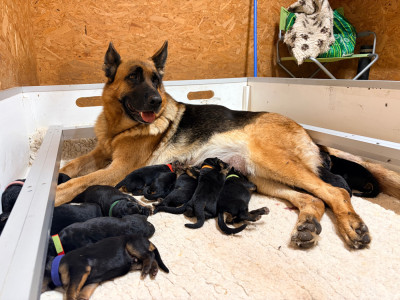 CHIOT 4