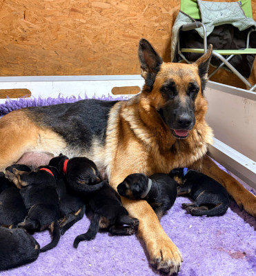 CHIOT 5