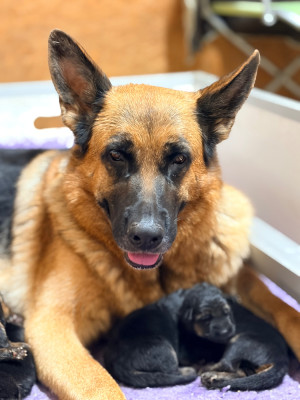 CHIOT 6