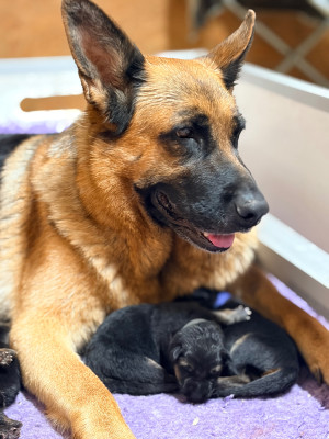 CHIOT 12