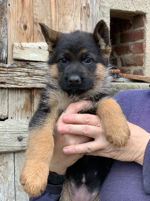 CHIOT