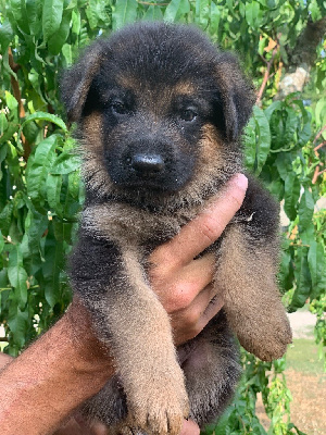 CHIOT