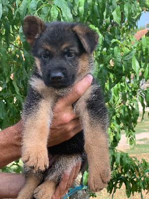CHIOT