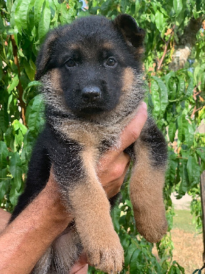 CHIOT