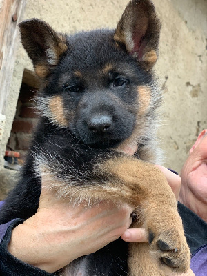 CHIOT