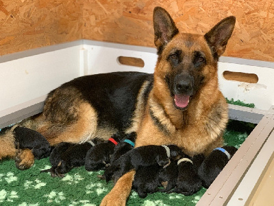 CHIOT