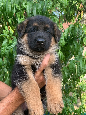 CHIOT