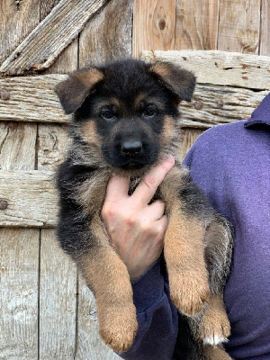 CHIOT