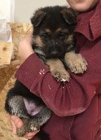 CHIOT