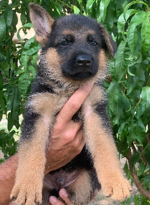 CHIOT