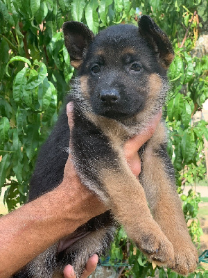 CHIOT