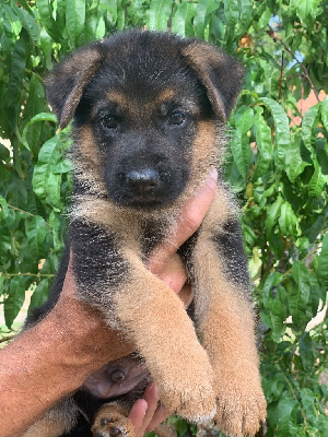 CHIOT