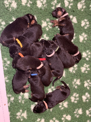 CHIOT