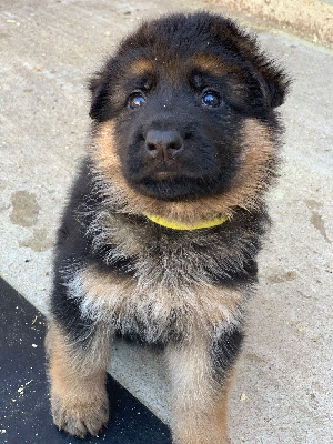 CHIOT