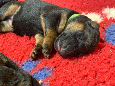 CHIOT