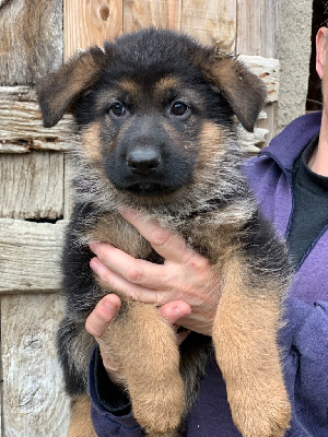 CHIOT