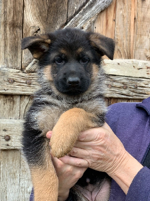CHIOT
