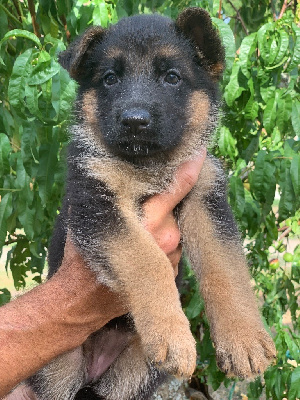 CHIOT