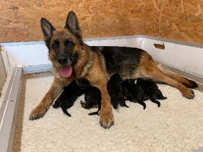 CHIOT