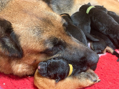 CHIOT