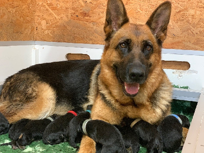 CHIOT