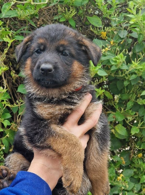 CHIOT