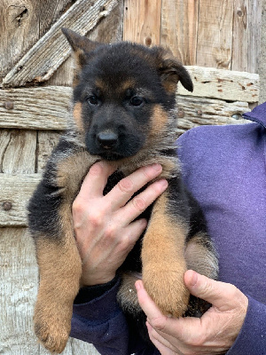 CHIOT