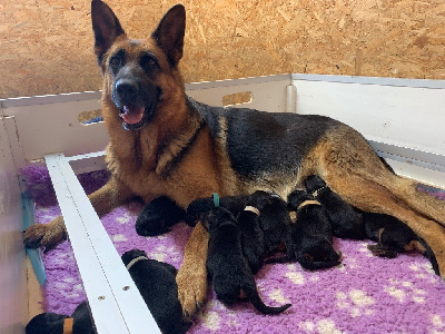 CHIOT