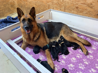 CHIOT