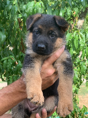 CHIOT