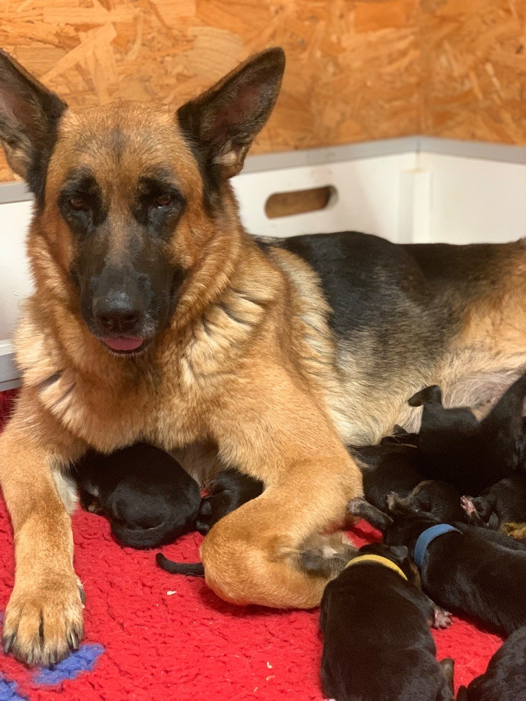 du Vent de Traverse - Chiots disponibles - Berger Allemand