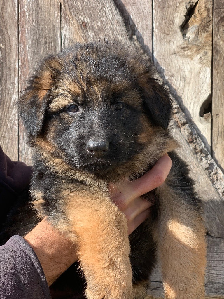 du Vent de Traverse - Chiots disponibles - Berger Allemand