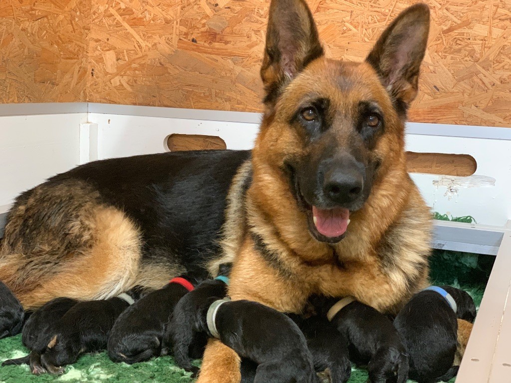 du Vent de Traverse - Chiots disponibles - Berger Allemand