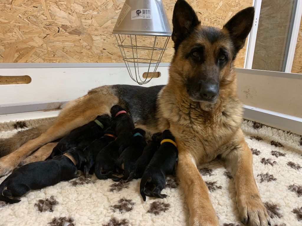 Chiot Berger Allemand du Vent de Traverse