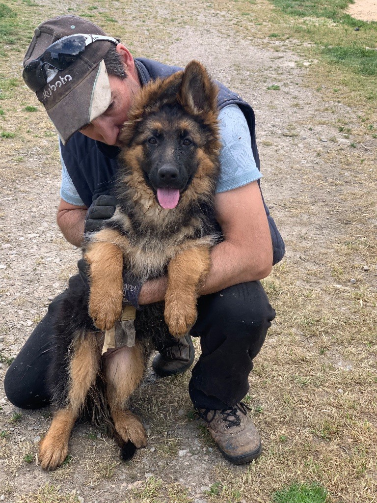 Chiot Berger Allemand du Vent de Traverse