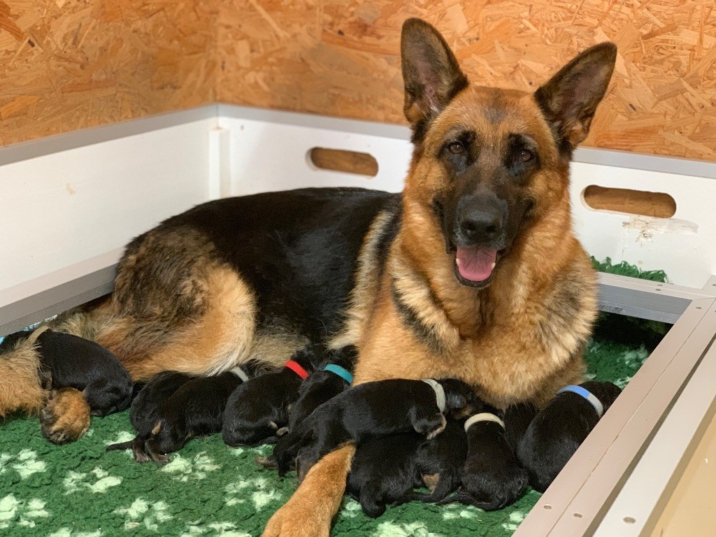 du Vent de Traverse - Berger Allemand - Portée née le 03/07/2025