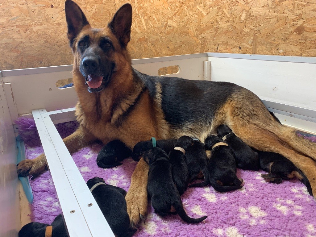 Chiot Berger Allemand du Vent de Traverse