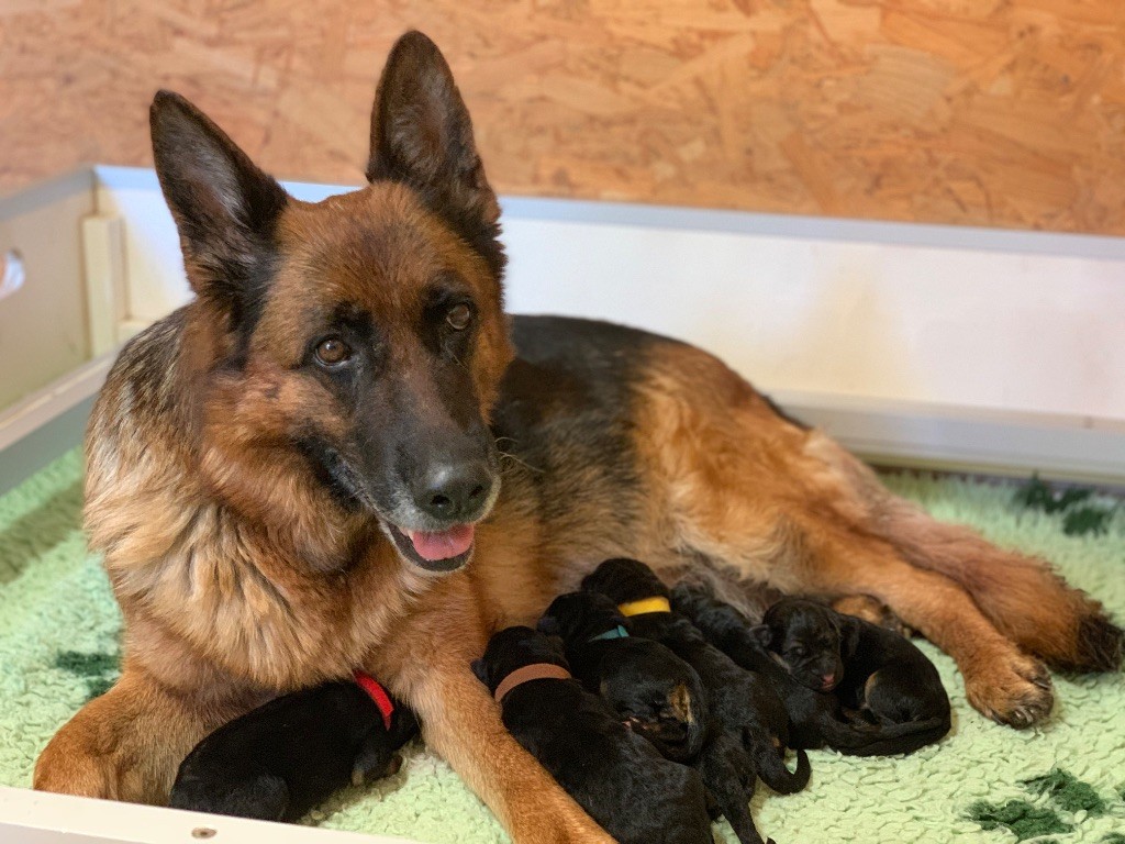 du Vent de Traverse - Berger Allemand - Portée née le 29/04/2025